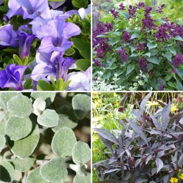 Coleção de anuais "Burgundy Rhapsody Coleção de anuais "Burgundy Rhapsody