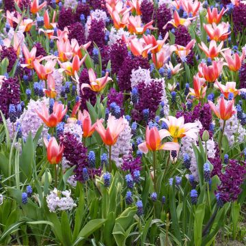 Coleção Passeio Romântico