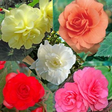Coleção de 15 begónias grandifloras