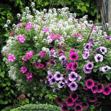 Coleção Berry Cascade Coleção Berry Cascade