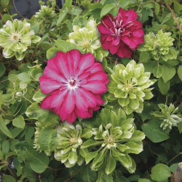 Coleção Clematis Passion Coleção Clematis Passion