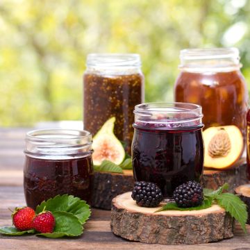 Coleção Compotas - 3 Pequenos Frutos