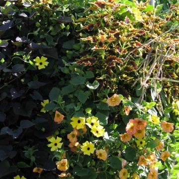 Coleção Pôr do Sol Coleção Pôr do Sol