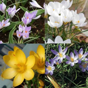 Coleção de Crocus Botânicos