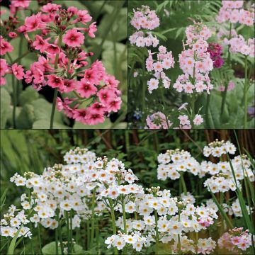 Coleção de 3 Prímulas Japonesas