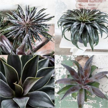 Coleção de 4 Mangaves Coleção de 4 Mangaves