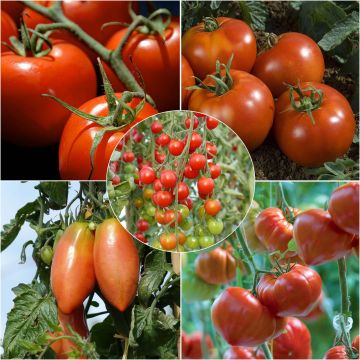 Coleção de 5 Tomates Indispensáveis em Planta