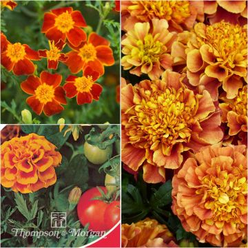 Coleção de Sementes de Tagetes