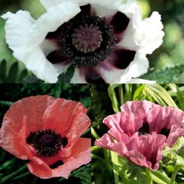 Coleção de 3 papoilas-orientais: Victoria Louise, Perry's White, Patty's Plum