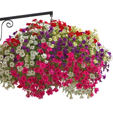 Coleção de 5 Petúnias Surfinia Simples