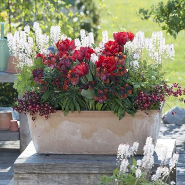Coleção Primavera Vermelha Apaixonada