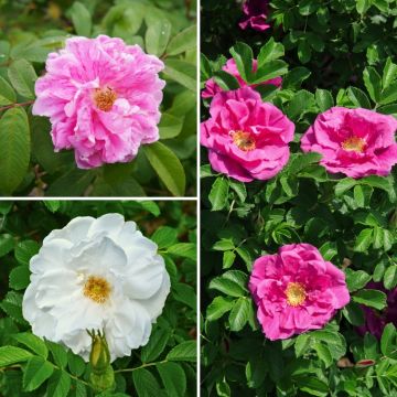 Coleção de roseiras duplas <em>Rosa rugosa</em> para sebe livre romântica