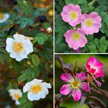 Coleção de Rosais Silvestres