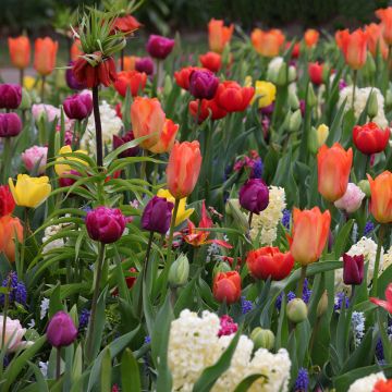 Coleção Tapete Oriental