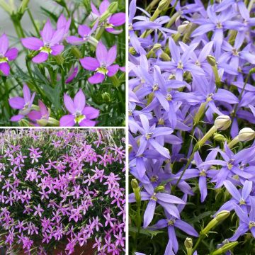 Coleção de 3 Laurentias ou Isotomas Coleção de 3 Laurentias ou Isotomas