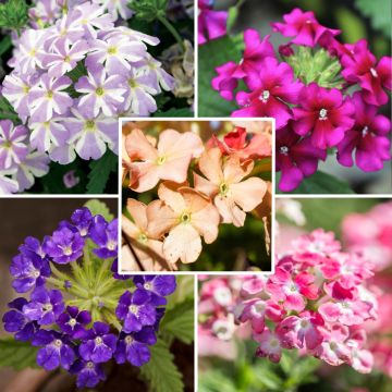 Coleção de 5 Verbena assortidas para floreiras Coleção de 5 Verbena assortidas para floreiras