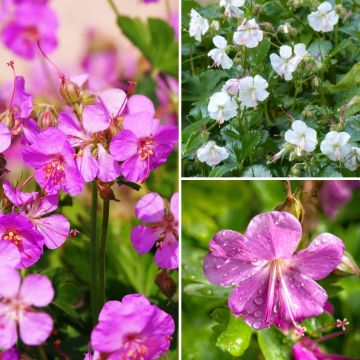 Coleção de gerânios perenes tapizantes