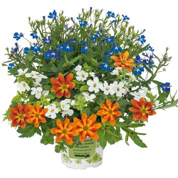 Bidens, Bacopa, Lobelia - Composição de 3 plantas