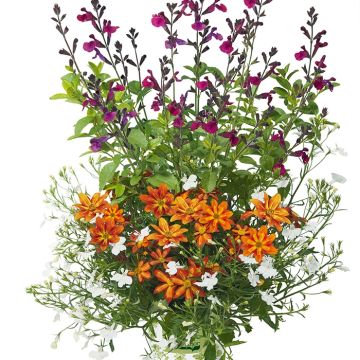 Bidens, Salvia, Lobelia - Composição Bee Licious