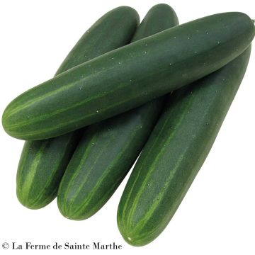 Pepino Sonja F1 - Ferme de Sainte Marthe Bio