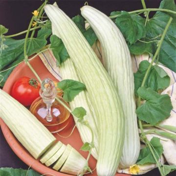 Pepino White Wonder - Pepino Branco