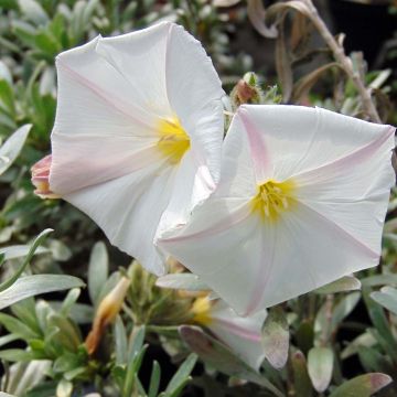 Convolvulus cneorum