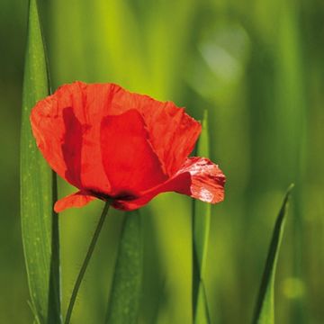 Papaver rhoeas em sementes - Papoila