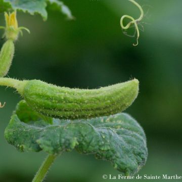 Pepino Bourbonne - Ferme de Sainte Marthe Bio