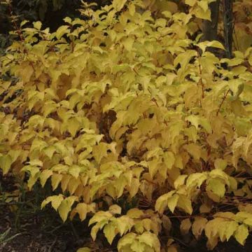 Cornus sanguinea Mid Winter Fire