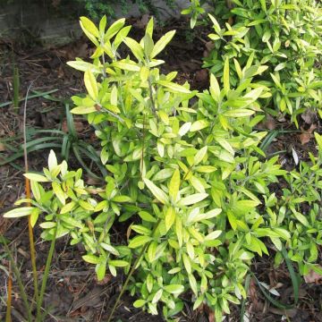 Corokia virgata Banana Royal