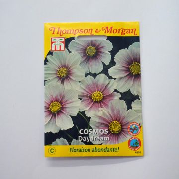Cosmea Daydream em sementes