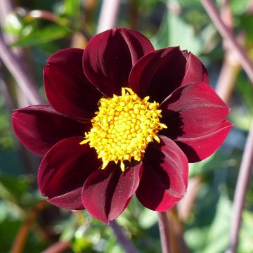 Cosmos × Dahlia Mexican Star