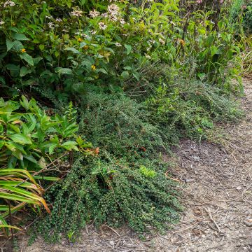 Cotoneáster praecox Boer