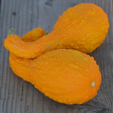 Abóbora Cou Tors (curgete-de-pescoço-torcido) - Ferme de Sainte Marthe Bio