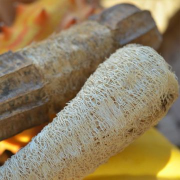 Bucha - Ferme de Sainte Marthe Bio