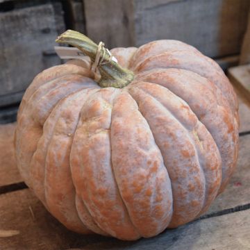 Abóbora-menina Futsu de Casca Preta - Ferme de Sainte Marthe Bio