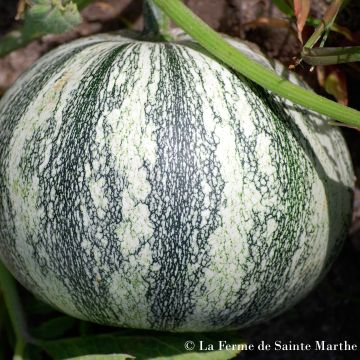 Abóbora Pepita Squash - Ferme de Sainte Marthe Bio