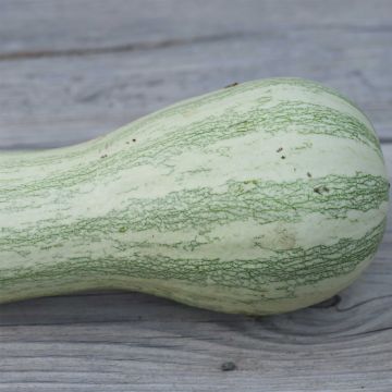 Abóbora Striped Cushaw - Ferme de Sainte Marthe Bio