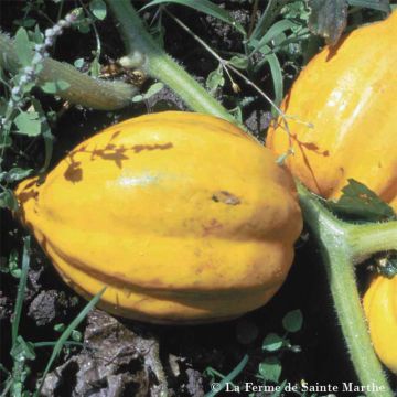 Abóbora Table Gold - Ferme de Sainte Marthe Bio