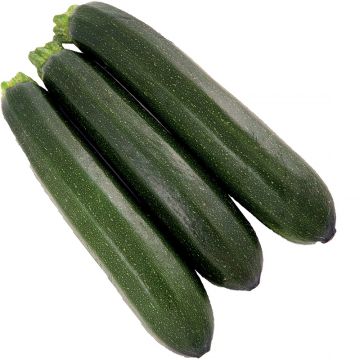 Courgette Brilliant F1 plantas jovens biológicas