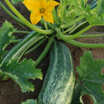 Courgette Coucourzelle - Ferme Sainte Marthe Bio
