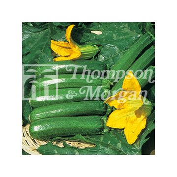 Courgette Defender F1