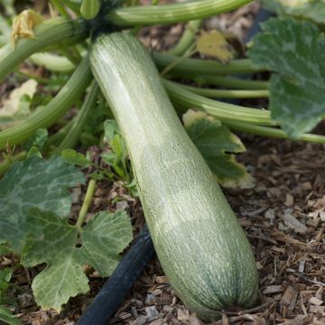 Courgette Genovese - Ferme de Sainte Marthe Bio