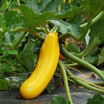 Courgette Gold Rush F1 amarela