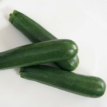 Courgette Kimber F1 em plantas jovens ENXERTADAS