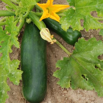 Courgette Verde de Milão - Black Beauty - Ferme de Sainte Marthe Bio