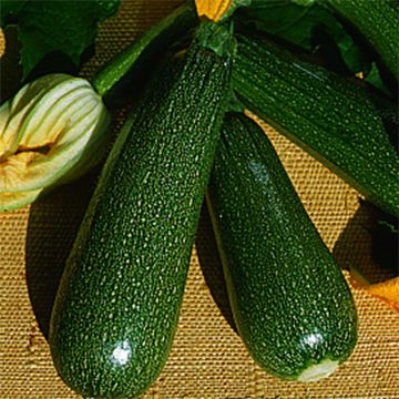 Courgette verde não trepadora para horta - Ferme de Sainte Marthe Bio
