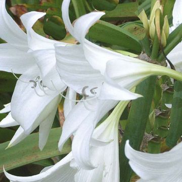 Crinum powellii Branco