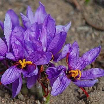 Açafrão - Crocus sativus