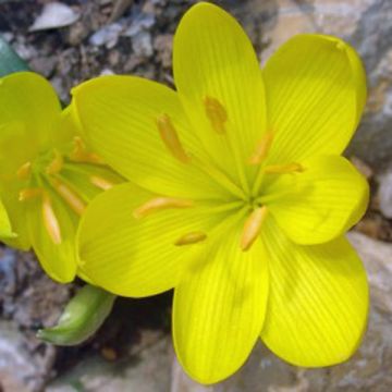 Sternbergia lutea bolbo